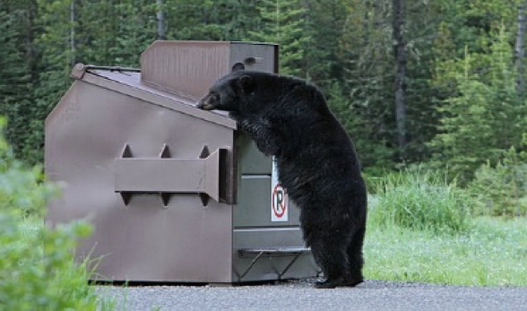Bear and Trash Compactor, Waste & Recycling in our National Parks