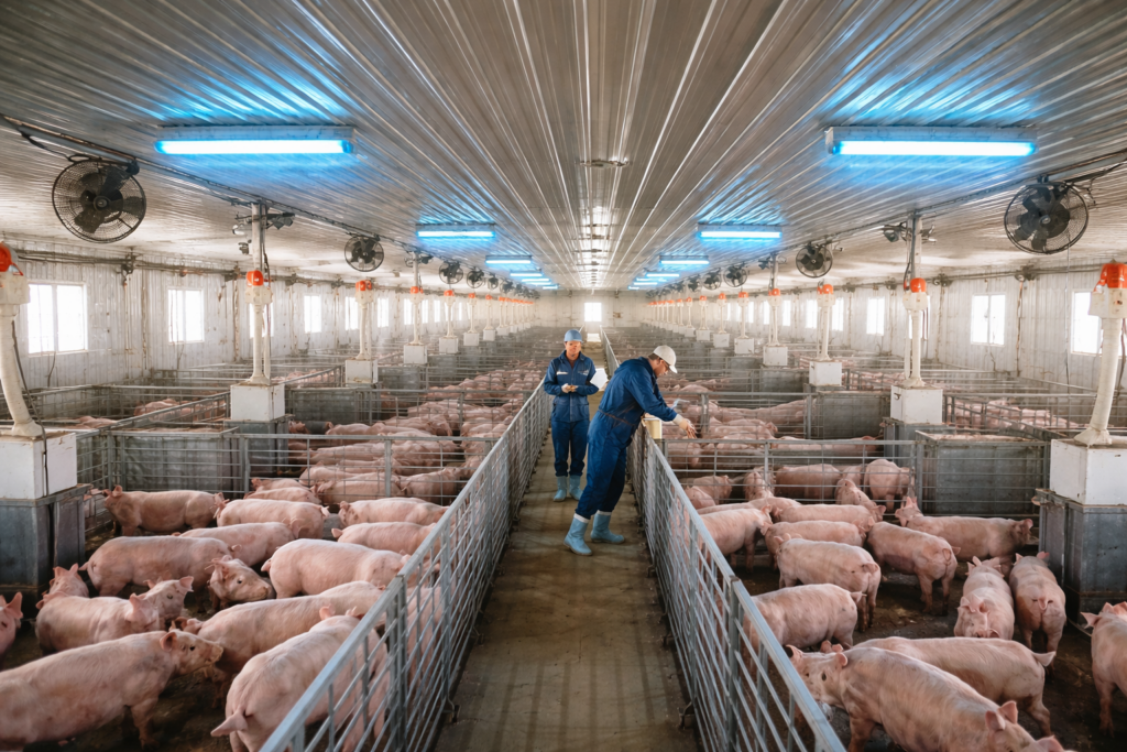 PRRS biosecurity hog barns